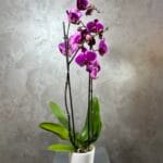Fuşya Orkide