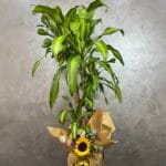 XL İkili Uzun Massengena