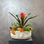 Sukulent ve Guzmanya Tasarım