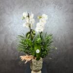 Suprise 2  Dal Orkide