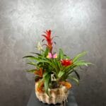 Guzmania Tasarım