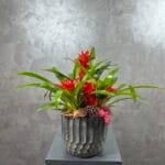 Guzmania Aranjman