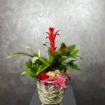 Muhteşem Üçlü Bitki Tasarım