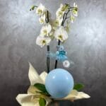 Hoş Geldin Bebek Orkide