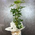 İkili Şeflera Bitkisi