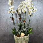 Four Blooms Orchids