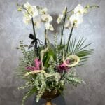 4 Dal Orkide Tasarım