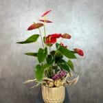 Antoryum Filamingo Çiçeği