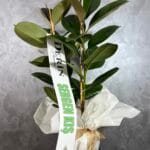 İkili Kauçuk Bitkisi