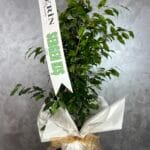 120cm Benjamin Bitkisi