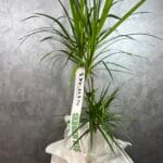 İkili Uzun Marginata