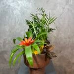 Guzmania Saksı Aranjmanı