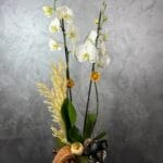 Timeless Grace Orchid Arrangement