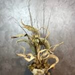 Dried Flowers Design