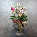 Classic Bloom Orchid Grandeur