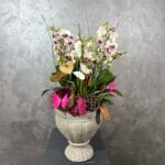 Serene Beauty Orchid Bliss