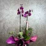 Fuşya Orkide Tasarım