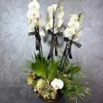 6 Dal Beyaz Orkide Tasarım