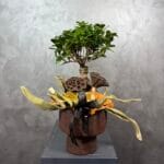Seramikte Bonsai Ginseng