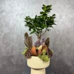 Zarif Ginseng Bonsai
