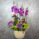 Graceful Wings Orchid Delight