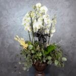 Deluxe Six Blooms Orchid