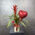 Love Guzmania Plant
