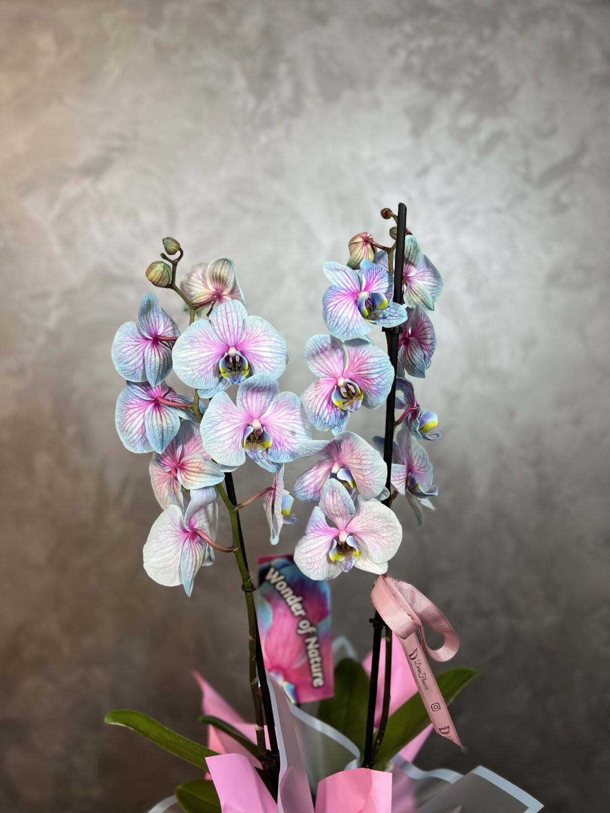 Alacalı Mavi Orkide Tasarım - Görsel 4