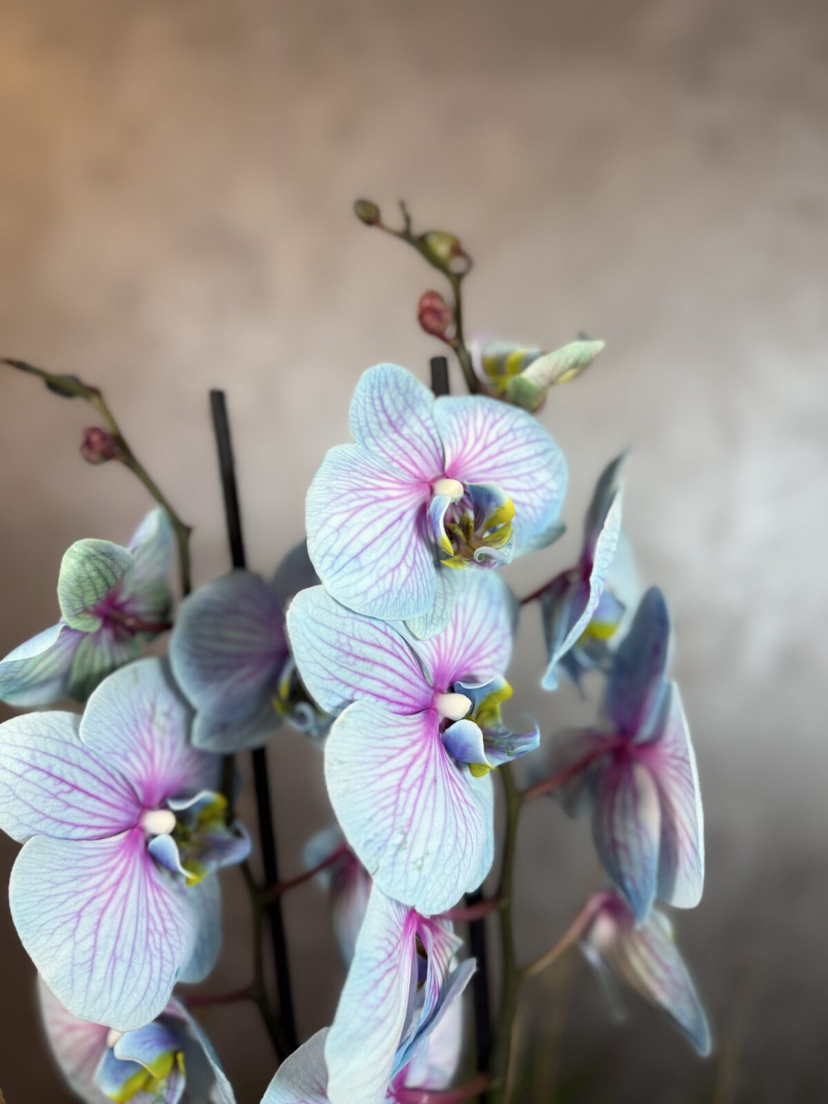 Alacalı Mavi Orkide - Görsel 4