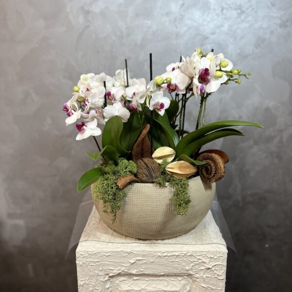 Phalaenopsis Orkide Tasarımı