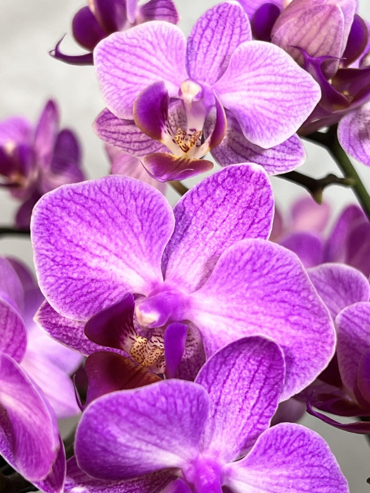 Fuşya Multi Orkide Tasarım - Görsel 4