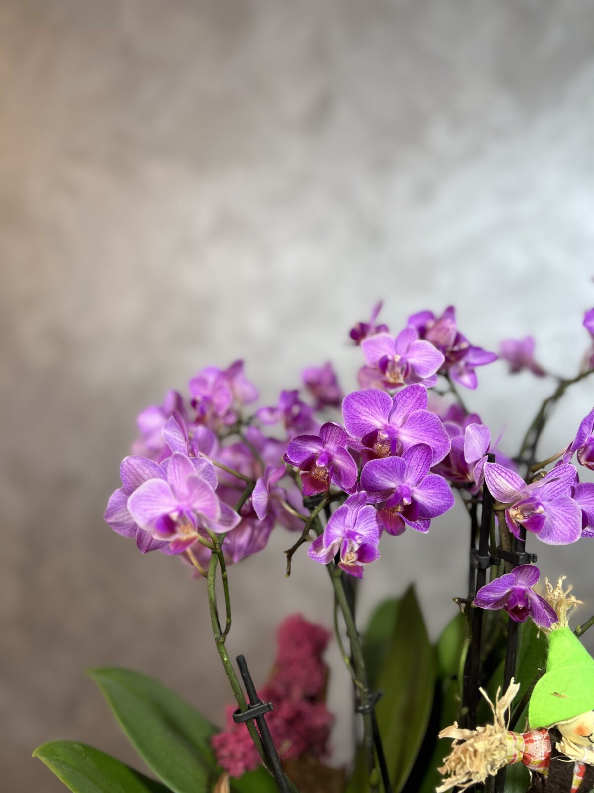 Fuşya Multi Orkide Tasarım - Görsel 2