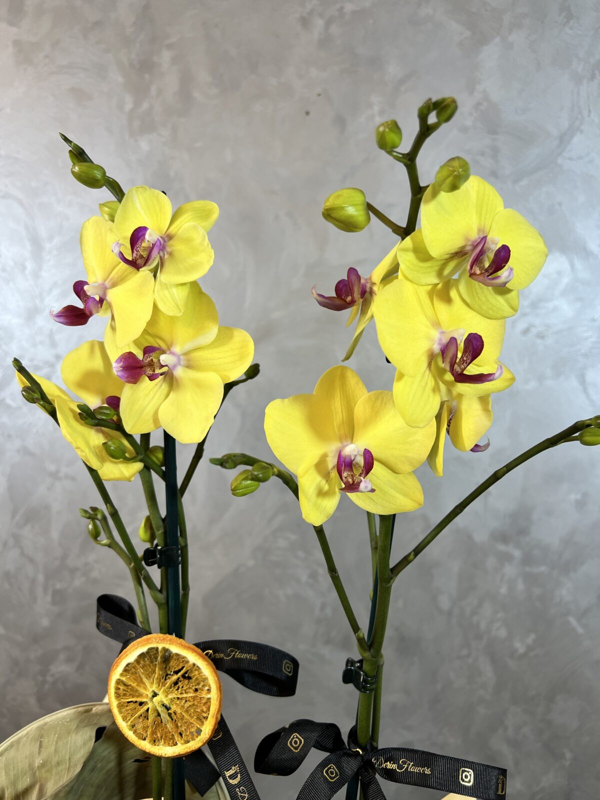 Jumbo Sarı Orkide - Görsel 2