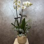 Lüks 2’li Jumbo Orkide