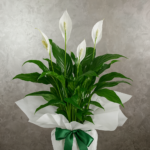 Spathiphyllum (Barış Çiçeği)