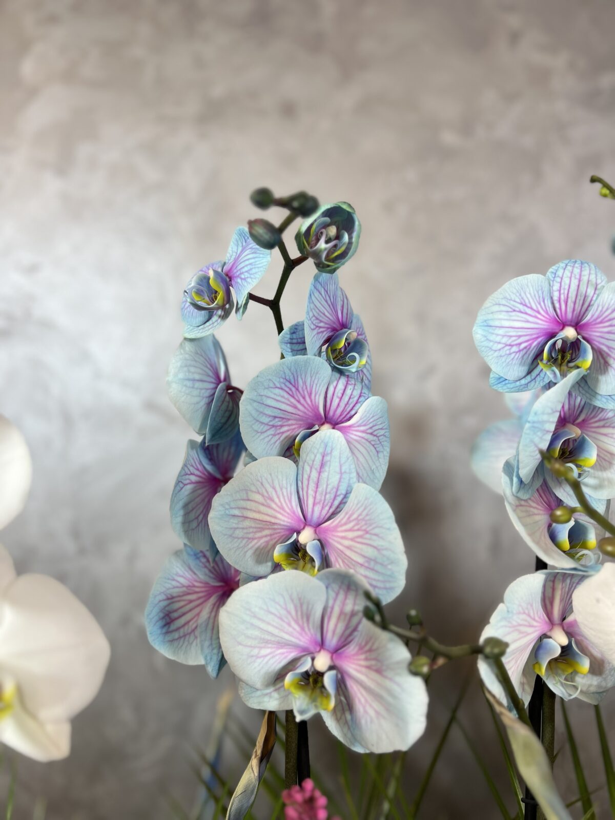 6 Dallı Renkli Orkide Tasarım - Görsel 2