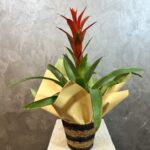 Hasır Sepette Guzmanya Çiçeği