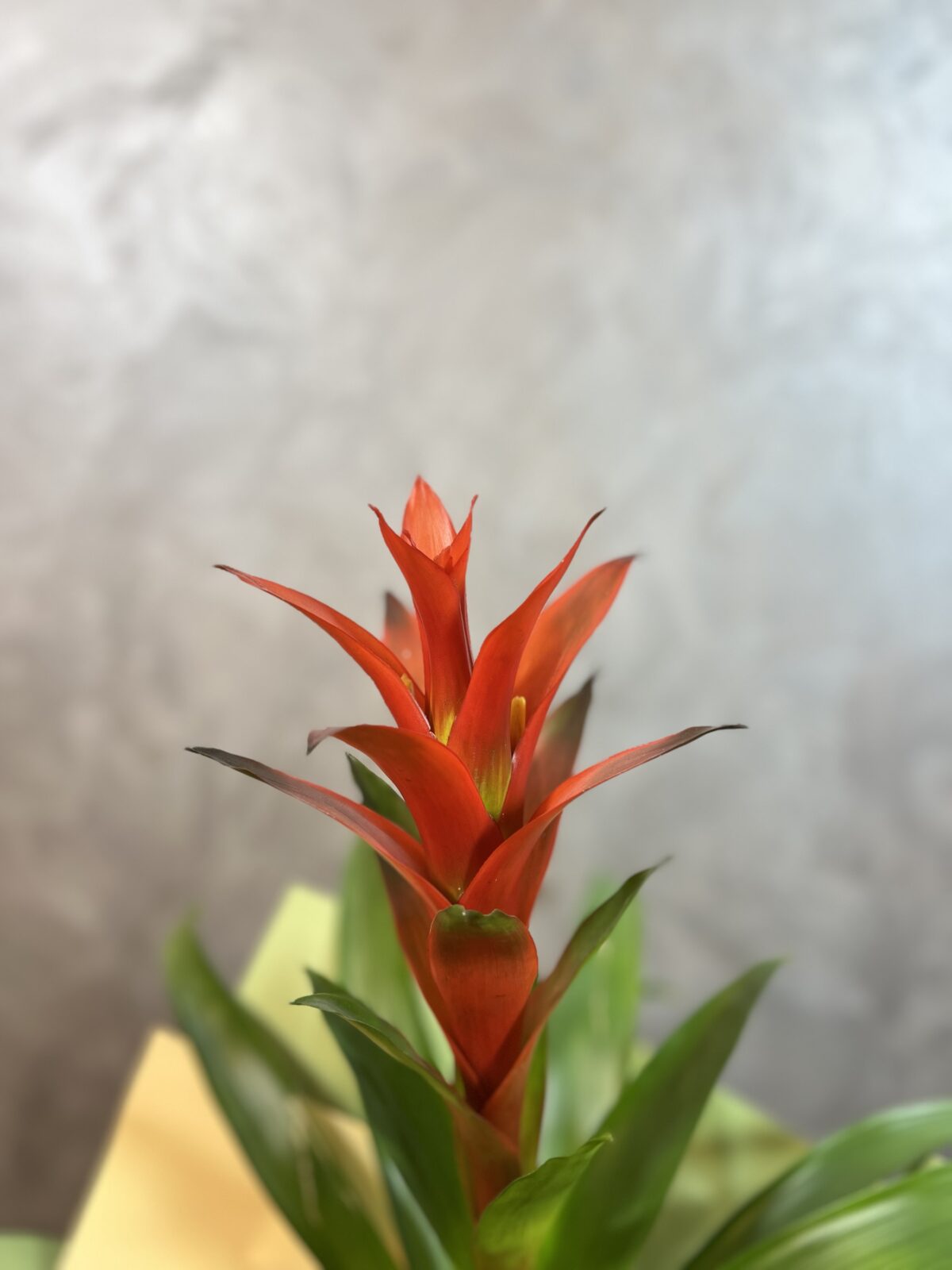 Hasır Sepette Guzmanya Çiçeği - Görsel 2