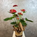 Hasır Sepette Antoryum Çiçeği