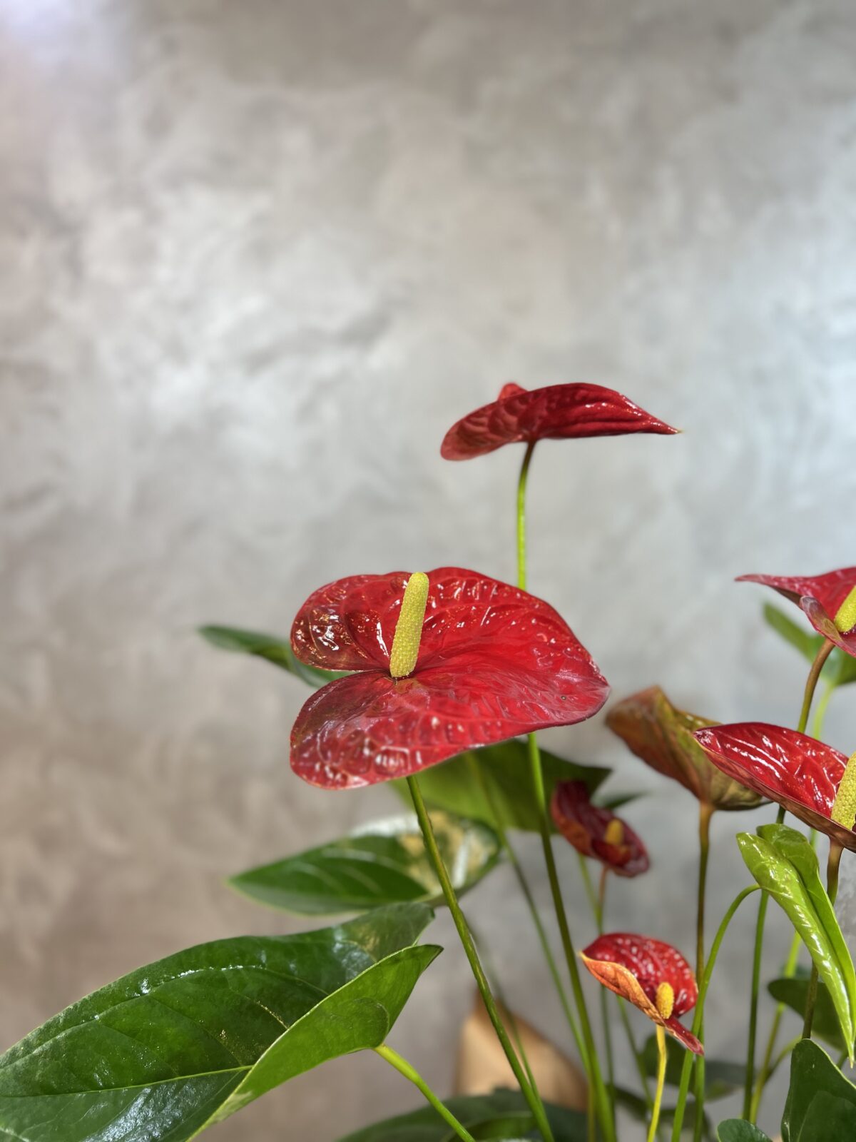 Hasır Sepette Antoryum Çiçeği - Görsel 2