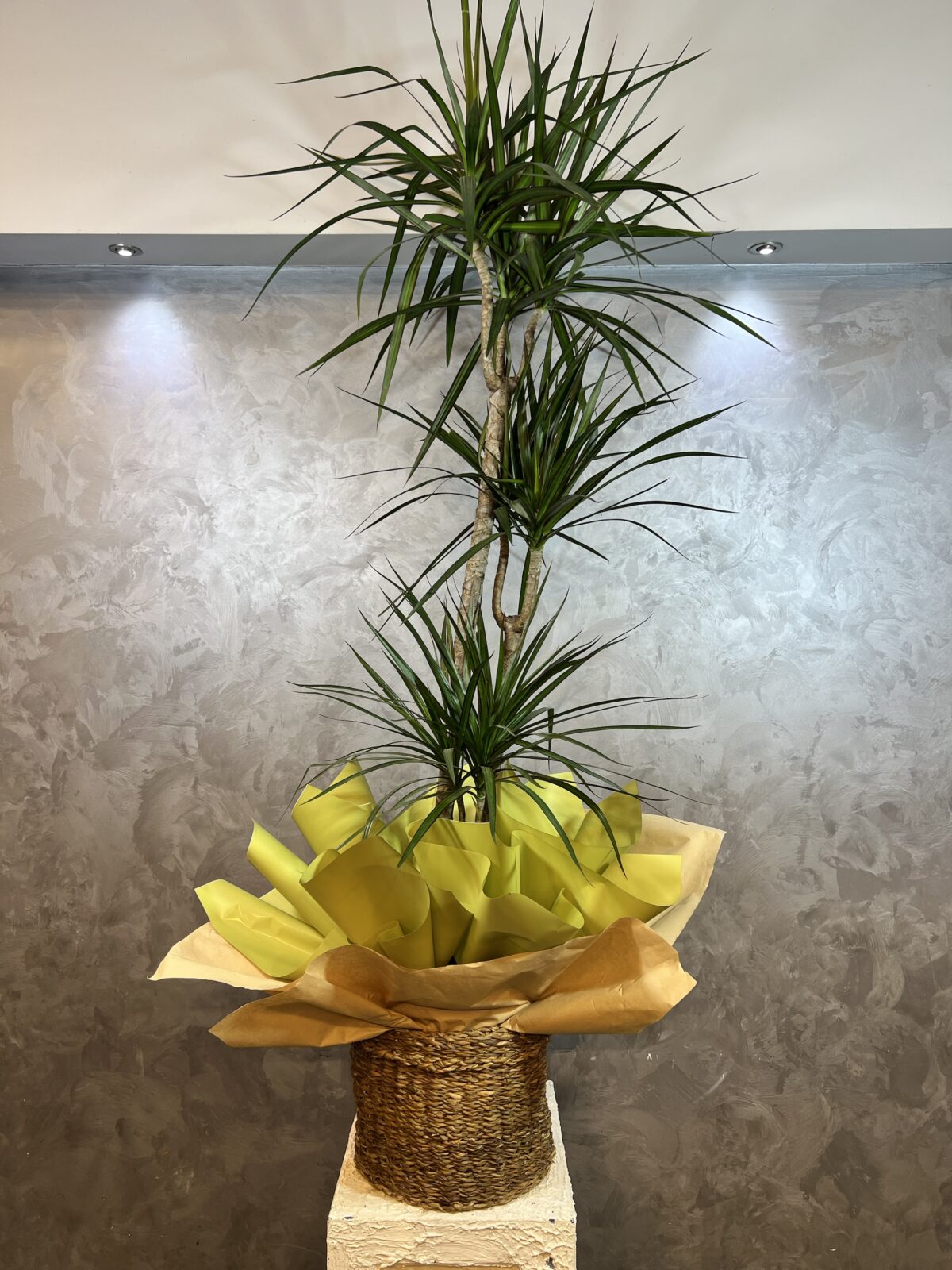 Hasır Sepette 3’lü Marginata Bitkisi - Görsel 2