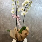 Hasır Sepette 2’li Beyaz Orkide