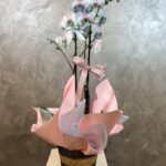 Hasır Sepette Alacalı Orkide