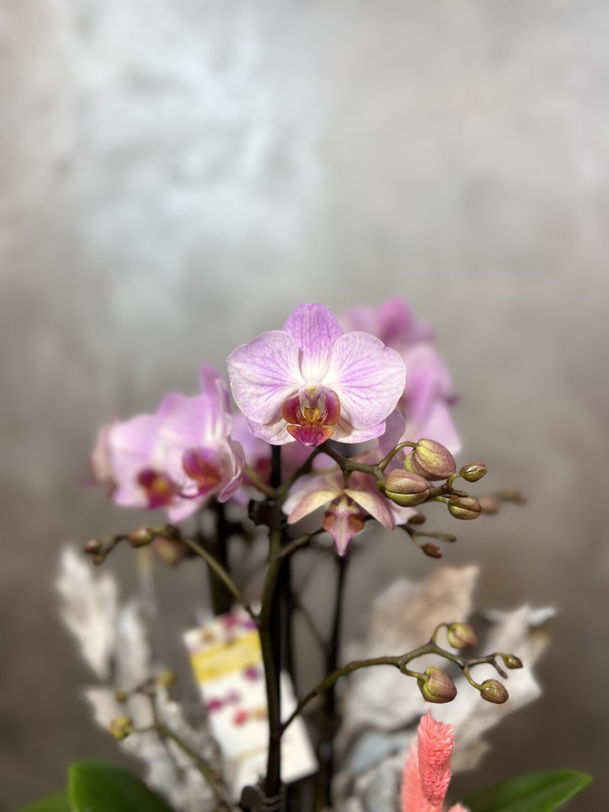 Seramikte Midi Orkide - Görsel 2