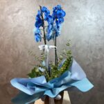 Hasır Sepette Mavi Orkide