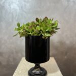 PARA ÇİÇEĞİ (CRASSULA)