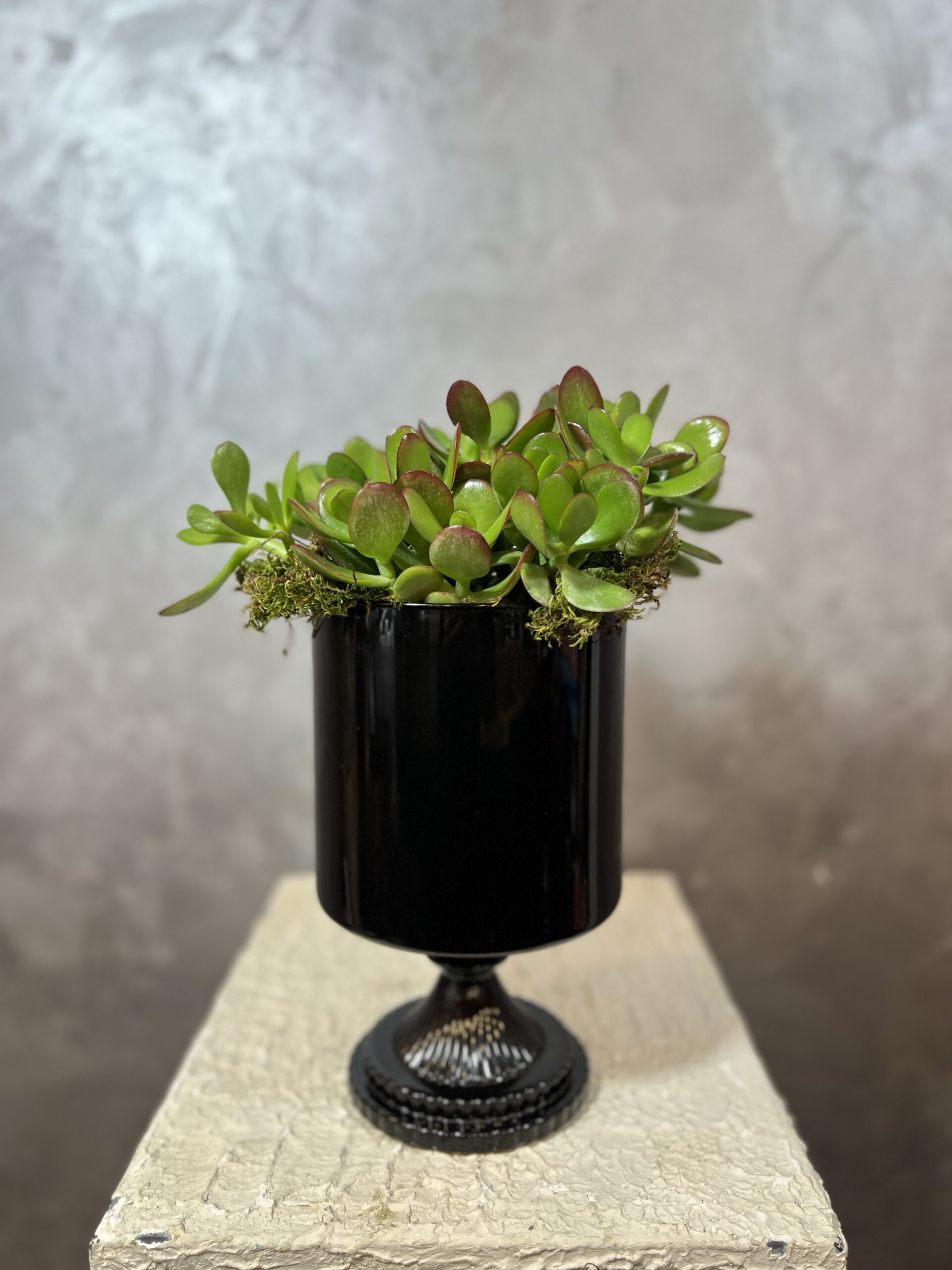 img_7583 PARA ÇİÇEĞİ (CRASSULA) - Görsel 1