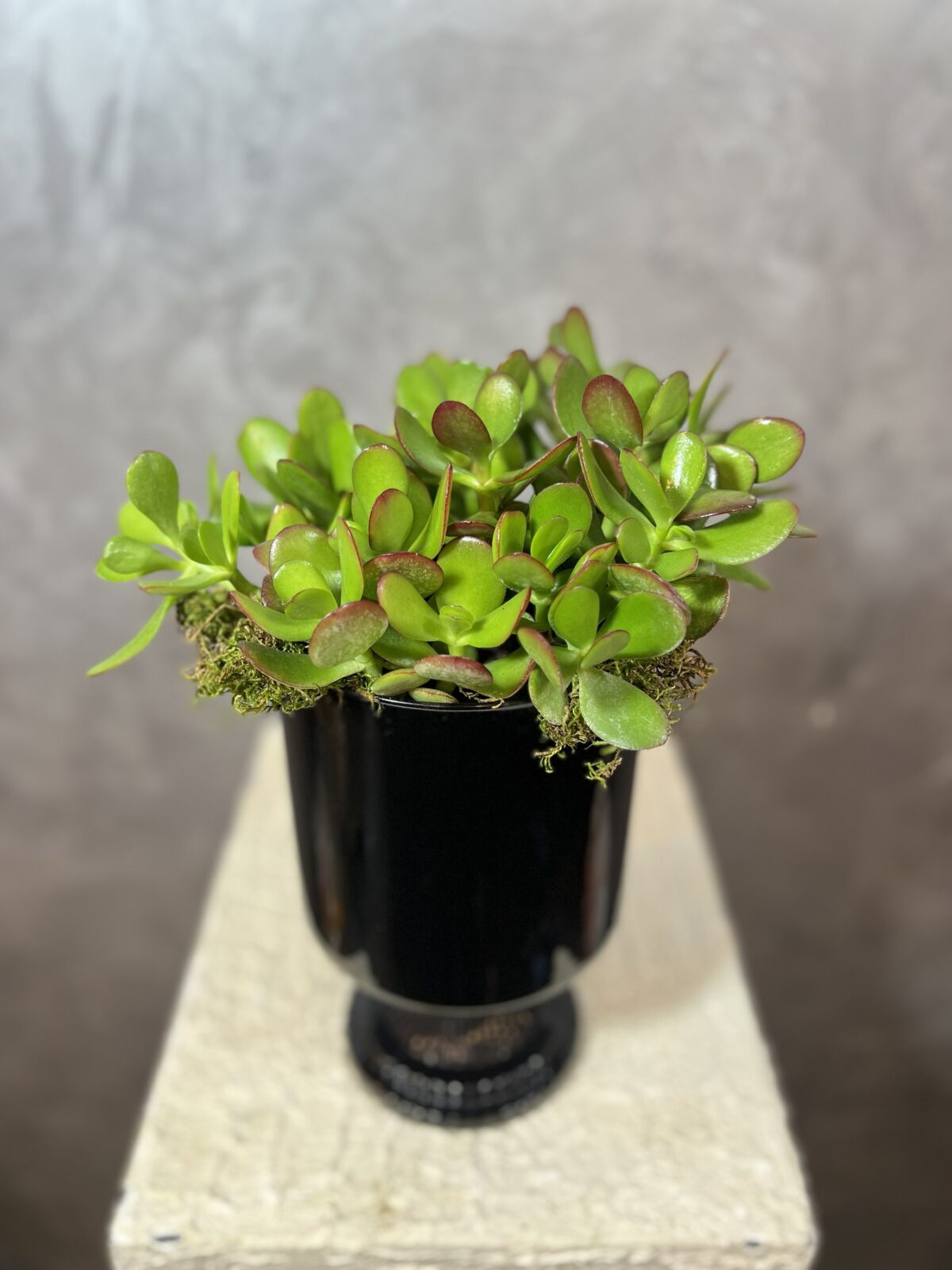 PARA ÇİÇEĞİ (CRASSULA) - Görsel 2