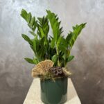 ZAMİOCULCAS (ALTIN BİTKİ)