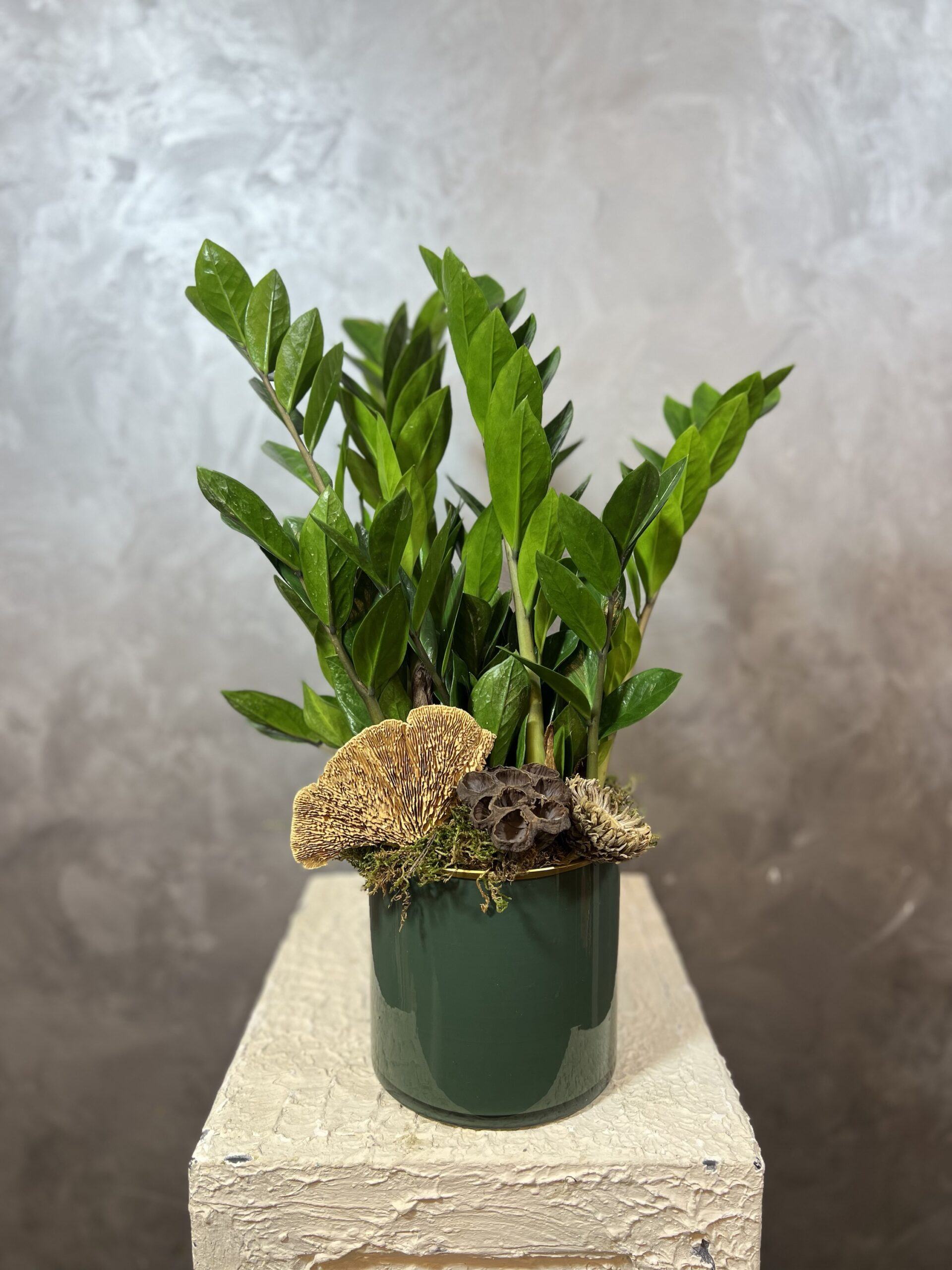 img_7585 ZAMİOCULCAS (ALTIN BİTKİ) - Görsel 1